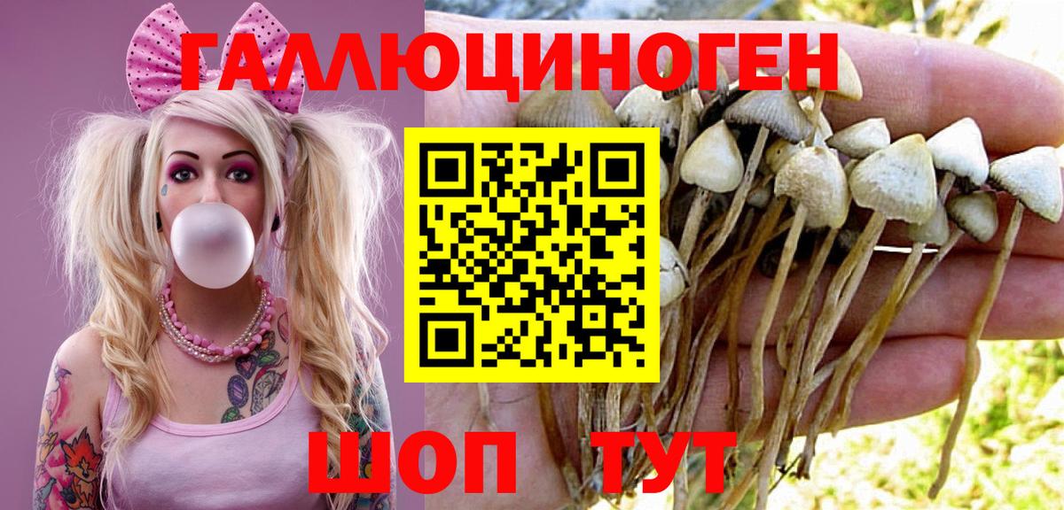 Галлюциногенные грибы Psilocybe Люберцы